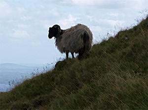 Vinländisches Dickhorn